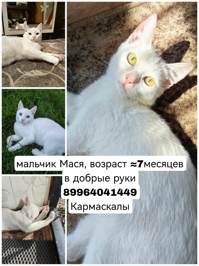 Познакомьтесь с прекрасным котёнком по имени Мася, ему...
