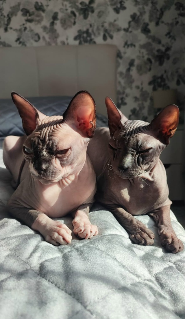 Йода и Добби❤️
