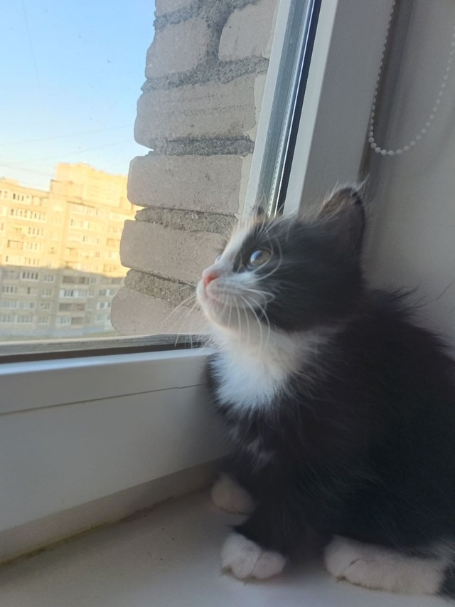 Пристраиваются котята в добрые руки
Обе девочки, буду?...