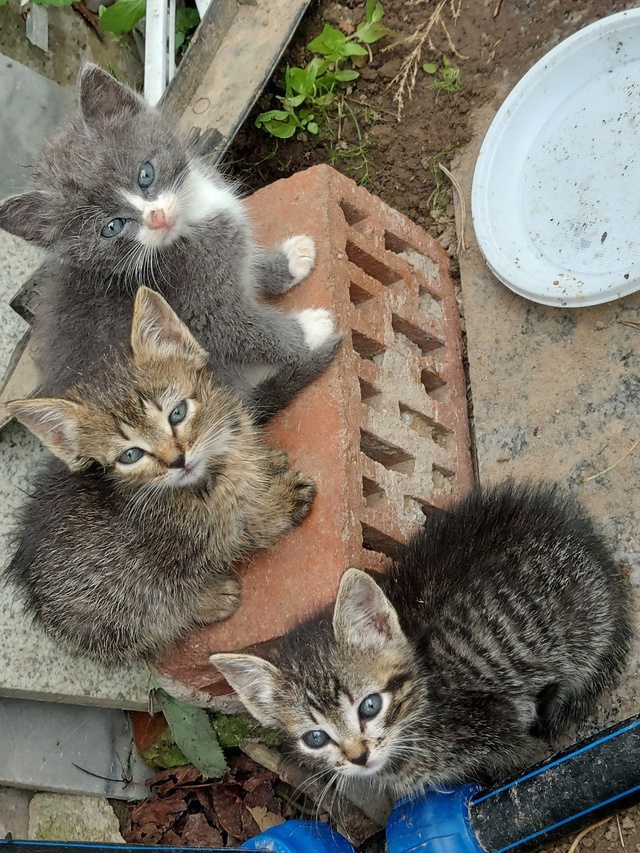 Котята в добрые руки - почти бенгалы, но без кредита Сан...