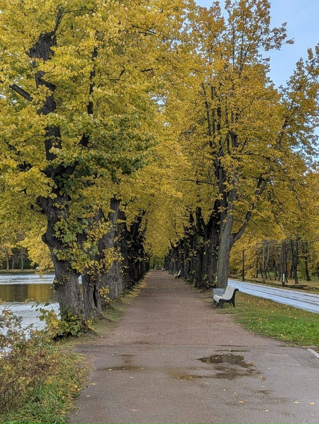 Осенняя атмосфера в Петергофе 🍁