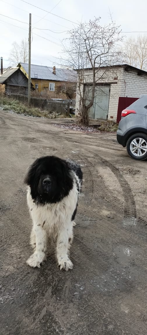 Как можно отпускать такого медвежонка на самовыгул? ул...