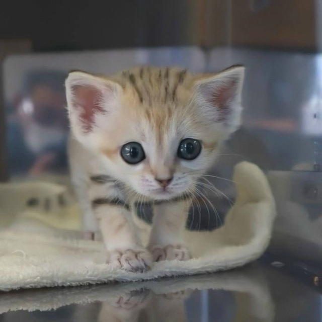 Песчаные котики — это самые маленькие дикие кошки, кот...