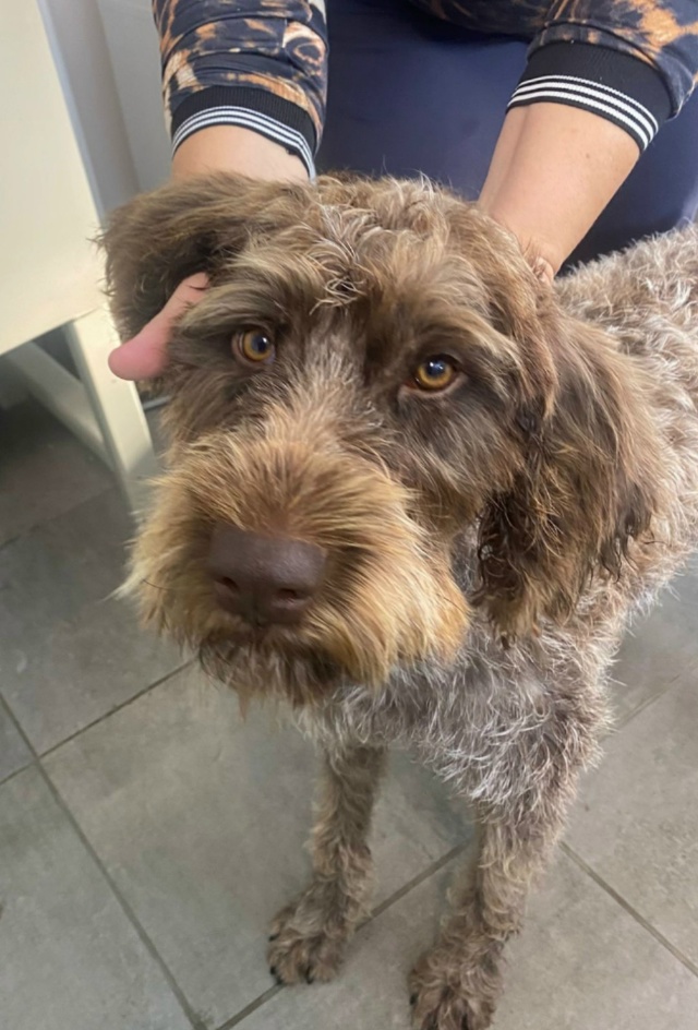 СОБАКА ИЩЕТ ДОМ
Потерялась собака, и мы ищем для нее но...