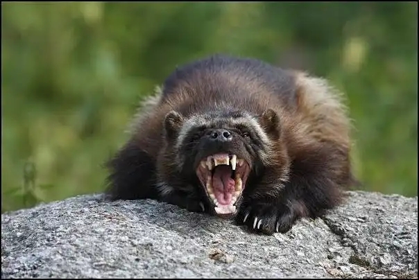 Росомаха - самый свирепый хищник на земле, не имеющий с?...