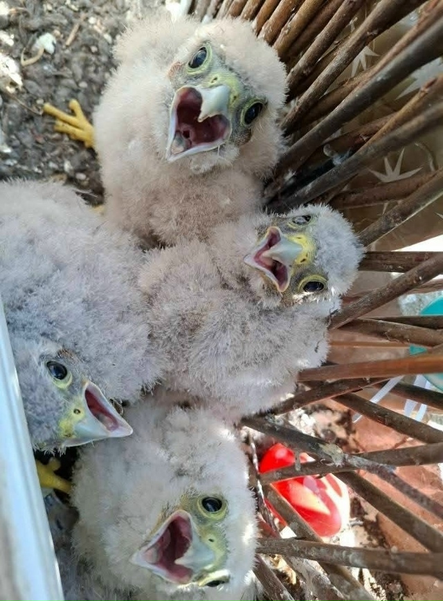 Целое семейство выросло