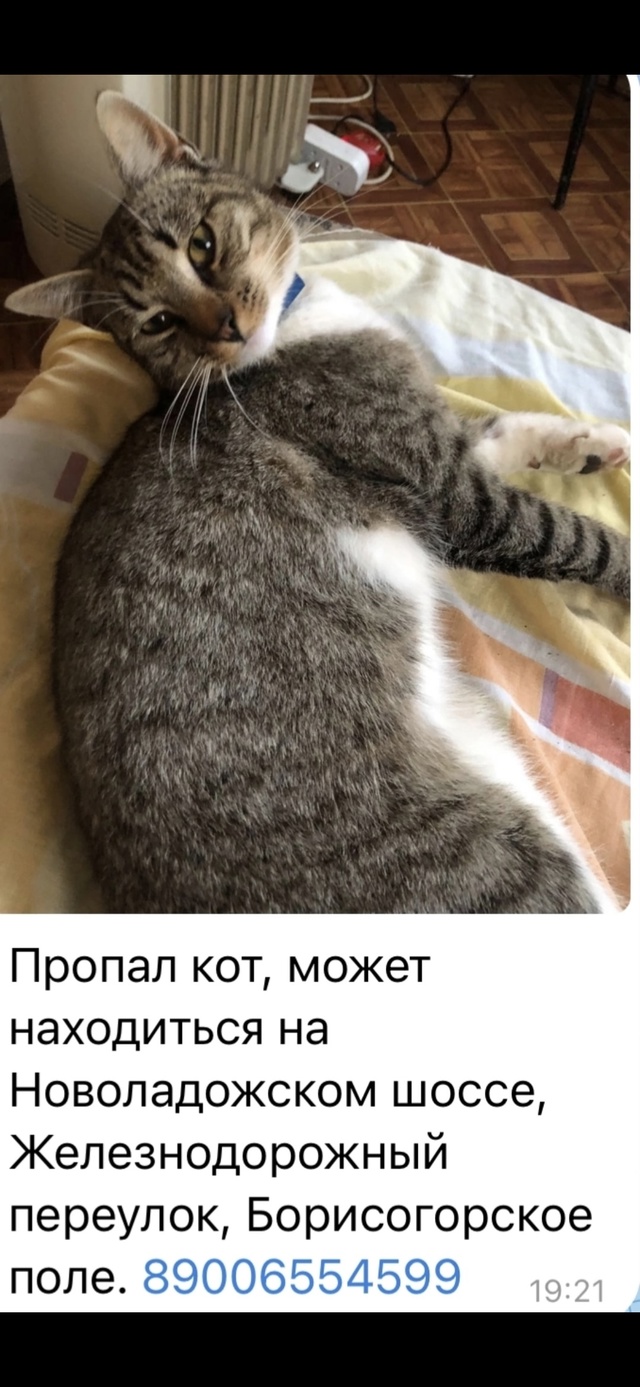 Пропал кот.Пожалуйста,сообщите те,кто видел по номеру ?...