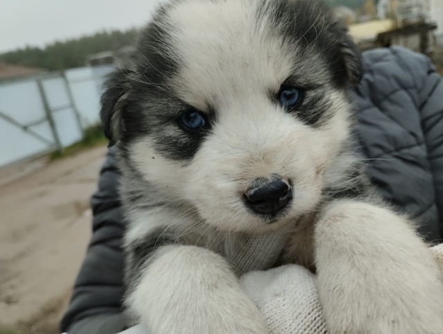 Ищем дом и добрые руки для щенков.🐕🐩🐶🐾
+7920679-34-78 Вик?...