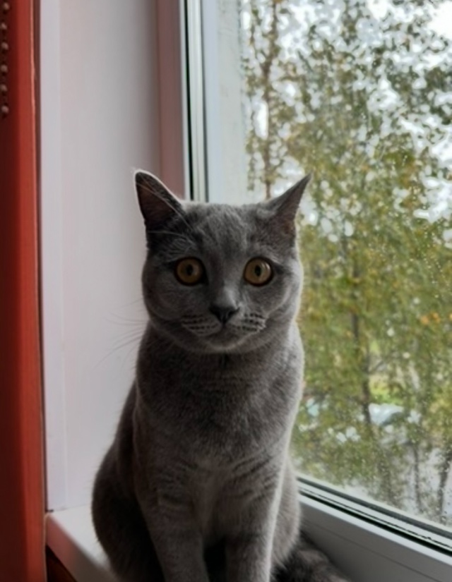 ПРОПАЛА КОШКА!🐈‍⬛
Порода: британка-шотландка
Окрас:...