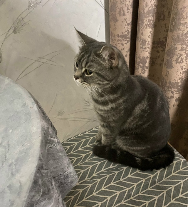 Вчера нашли кошечку около дома 40 в 5 микрорайоне,домашн...