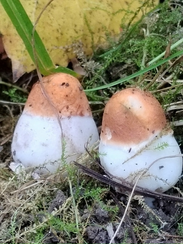 Тихая охота в осеннем лесу под Рыбинском 😍
📷 Эльвира...