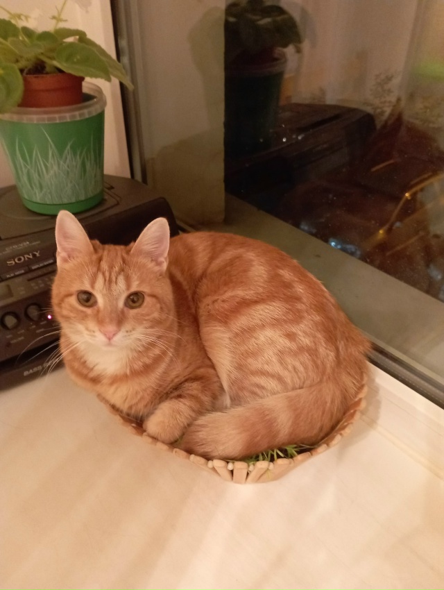 Угнездилась!