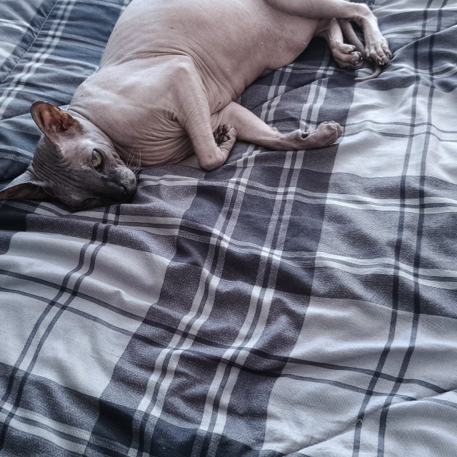 Бартез Стар Рэин — по паспорту, тиран — по натуре.
бди?...