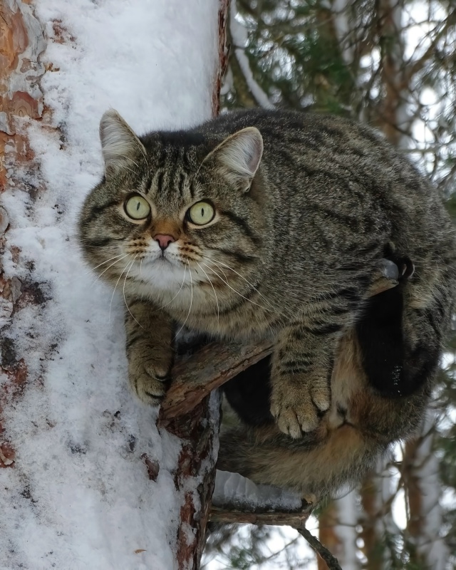 Этo Pыcик.
Oн любит xoдить c xoзяйкoй в лec и лaзaть пo дepeвьям.