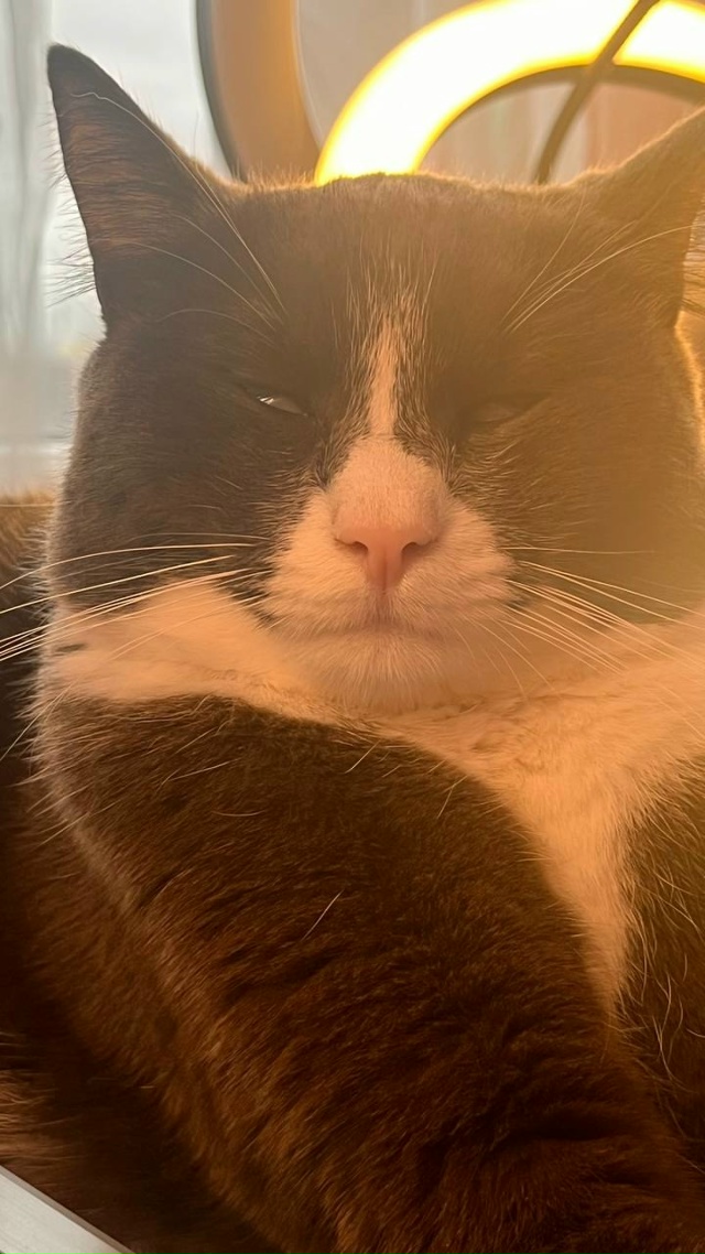 Саманта, найдена на улице, любима и сыта