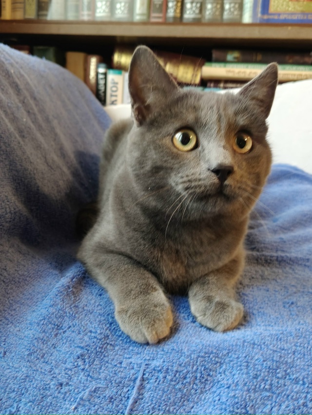 Помогаю информационно. На участке у пожилой женщины по...