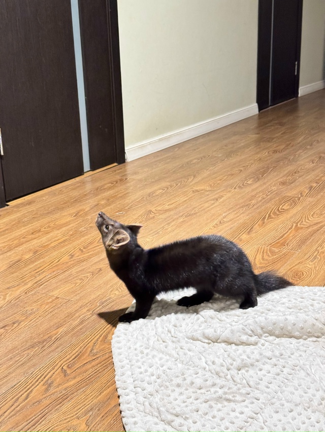 ПОМОГИТЕ НАЙТИ ДОМАШНЕГО СОБОЛЯ !!!
звоните в любое вре?...