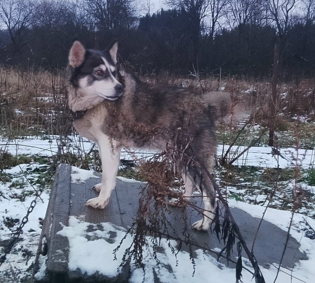 Очень нужна помощь с погашением долга Ноева ковчега! В ...