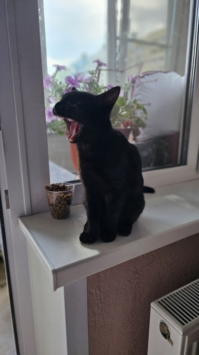 🖤 🐈Чёрныш в поисках своей семьи!🏠
Мальчику около п...