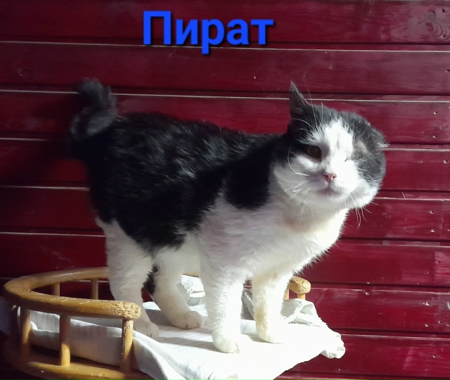 КОТИК ?‍⬛ ПИРАТ, ищет дом ? для пмж❗️
Он многое чув...