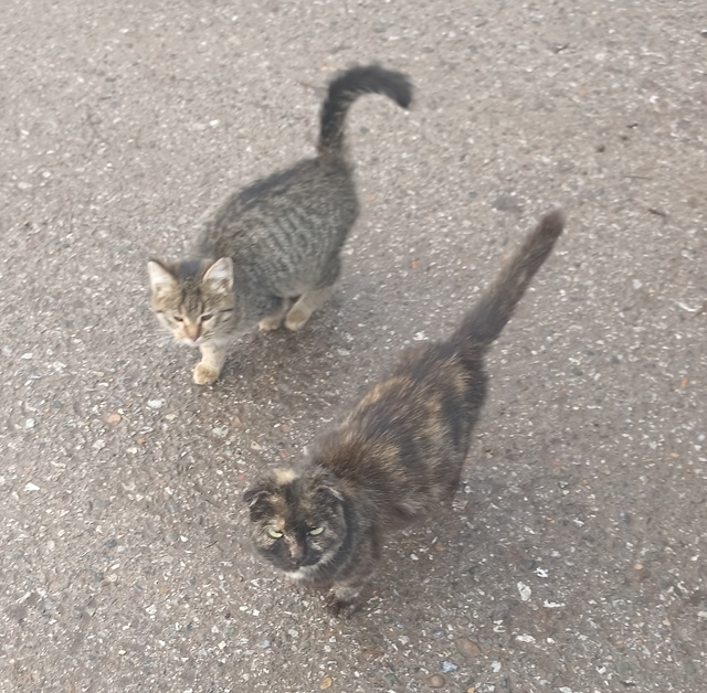 Два котенка , может кто -нибудь сможет их взять хотя бы ?...