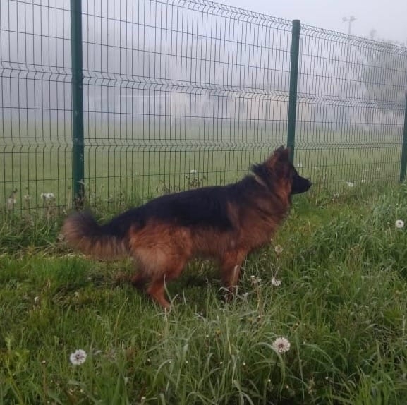 Пропала немецкая овчарка. Связь по телефону 89103010666