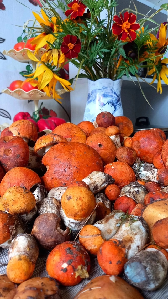 Красавчики грибочки.