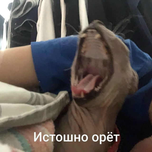 Всрато-подборка Арчибальда Коксовича