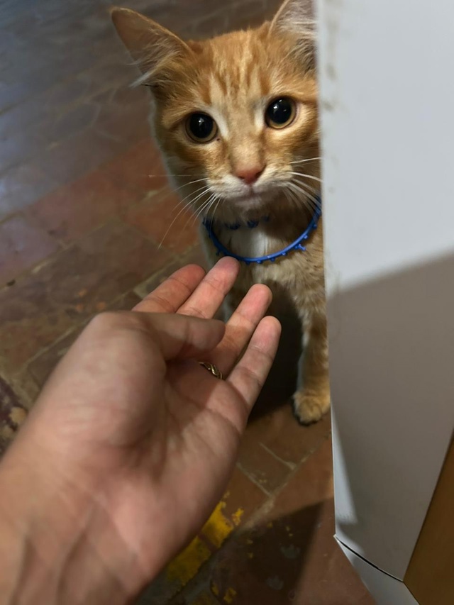 Может знает чей котенок, сегодня увидели в подъезде по ...