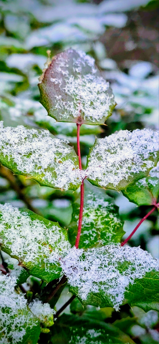 Всех с первым снегом ⛄️
Фото от подписчицы