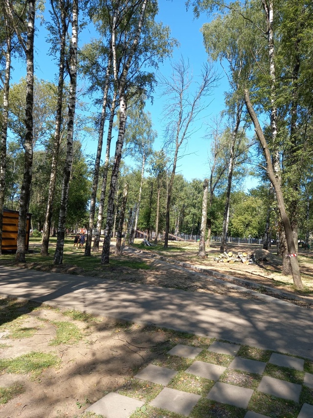 В парке ДК Добрынина пилят березы. Чем помешали березы-...