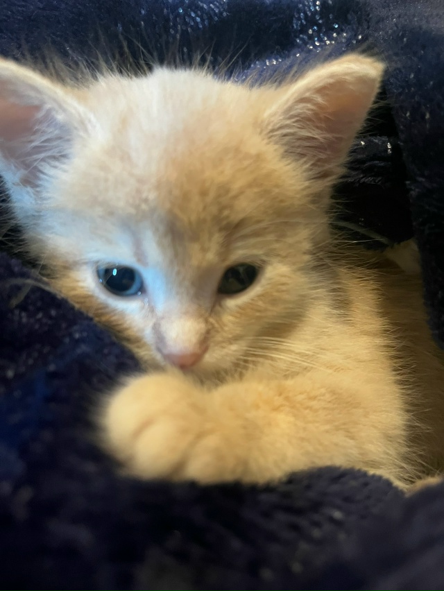 Отдам в добрые руки ￼очень ласковые к лотку приучены з...