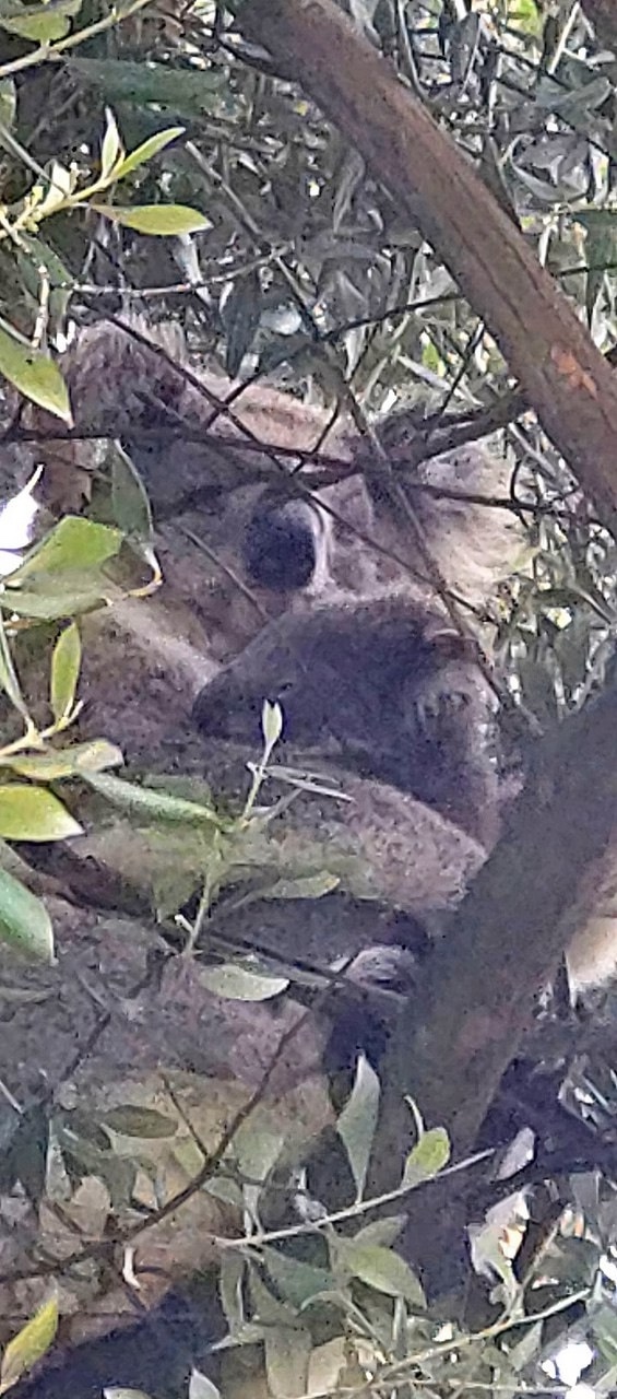 В Австралии золотистый ретривер по кличке Денни подру?...