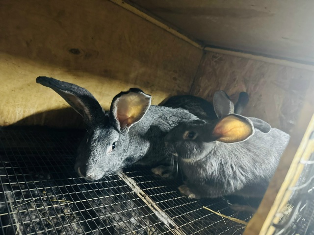 Анон. Здравствуйте. Продаются кролики на мясо и живые, ?...