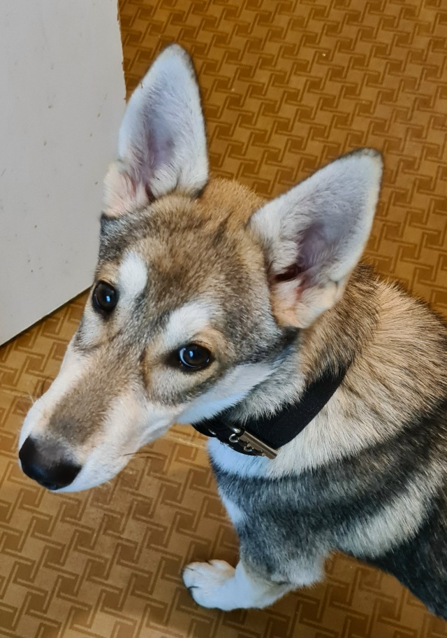 От пятёрочки на России 24 за ребёнком увязалась собачка...