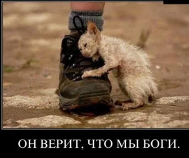 📣📣 Сострадание к животным так тесно связано с доброт...