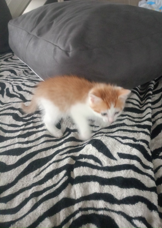 Котёнок 2 месяца, мальчик-кот, бодрый и здоровый, ест вс?...