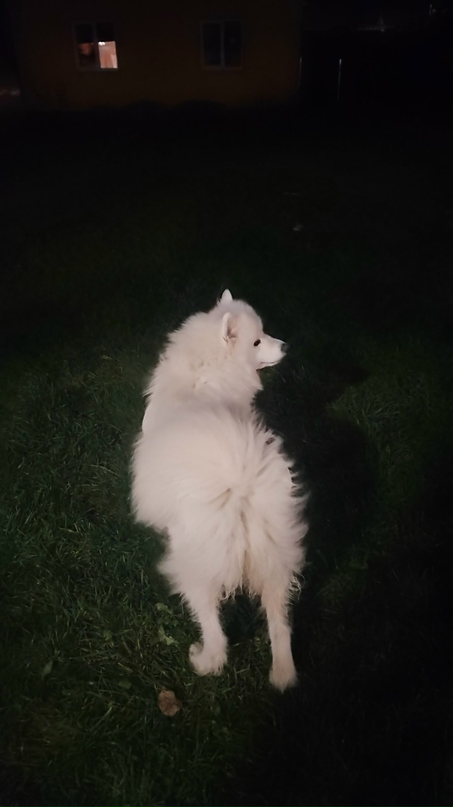 Потерялась собака по кличке Чика породы самоед. Белая, ...