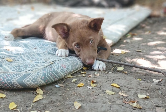 🐾 Фунтик ищет дом! 🐾
Очаровательный щенок с белыми н?...