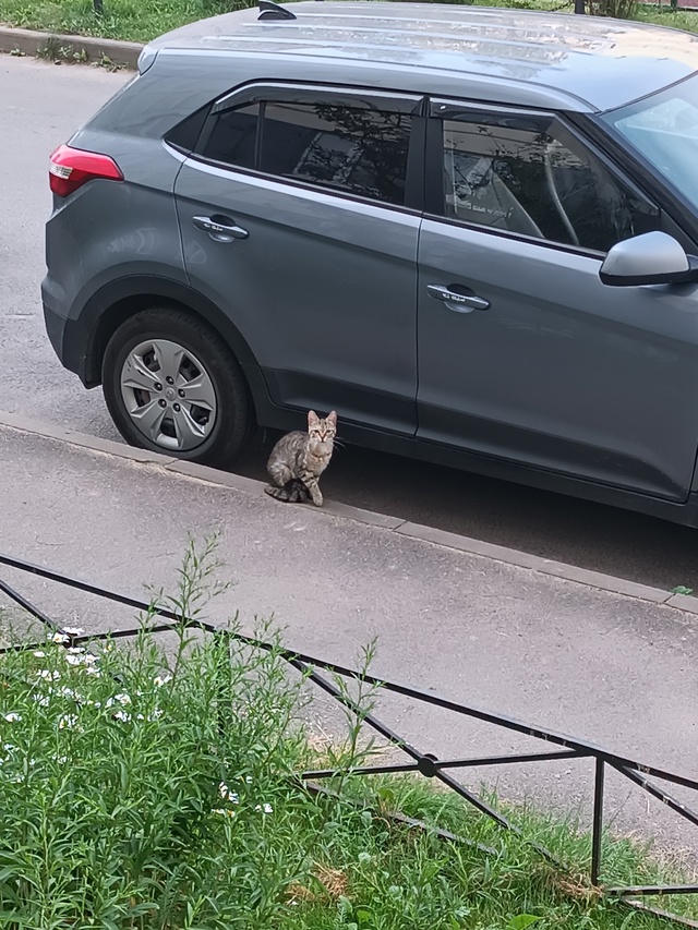Добрый день.
Верхняя 30, кошечка ходит в районе 4 парадно...