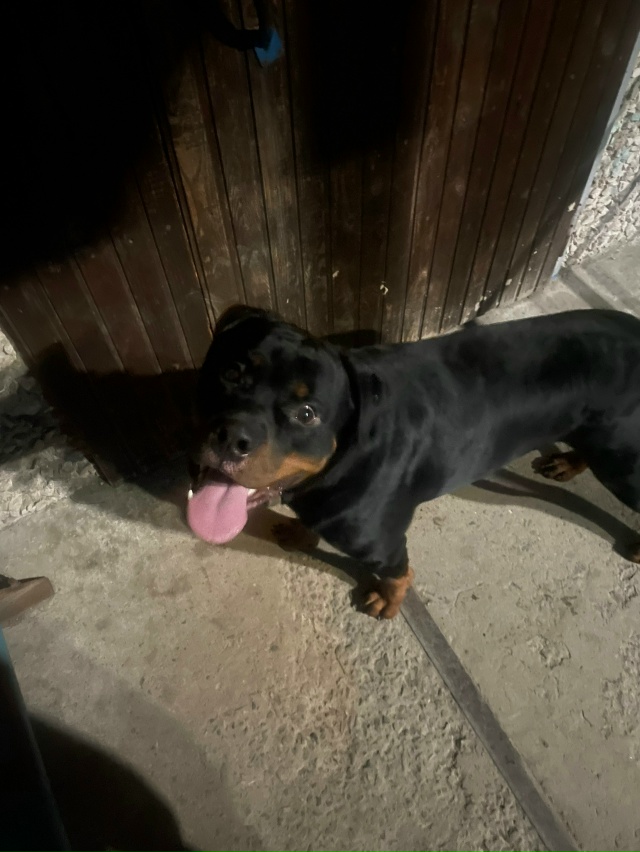 Чей ротвейлер мальчик? Кирова 25/1 1 подъезд последний ра...