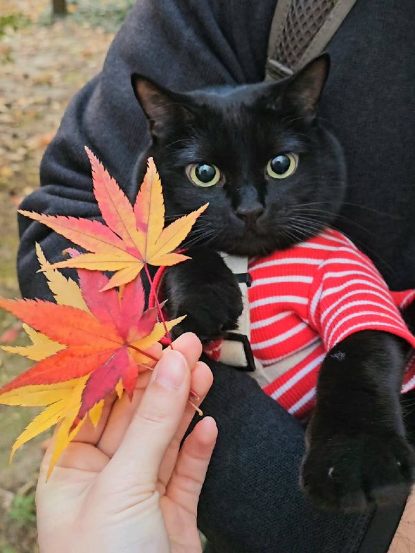 Осенняя фотосессия