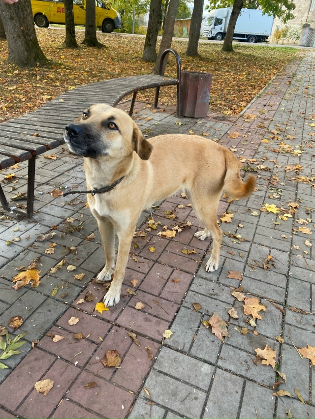 🐶Пропала собачка, целый день бегает возле МФЦ. Истоще?...