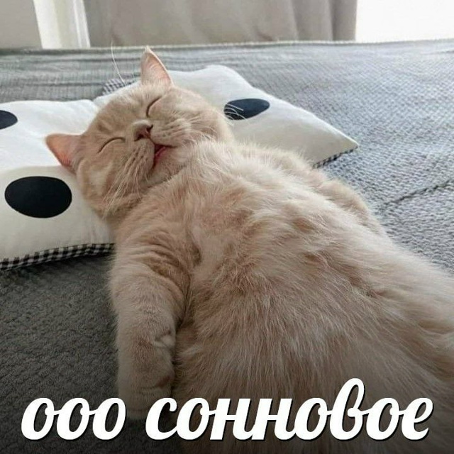 Сегодня отмечается Праздник сонного дня
Этот день пр...