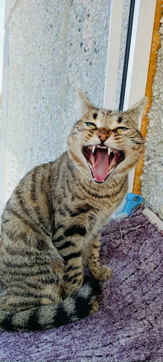 Котики не зевают - котики поют 🎶🐾🐾