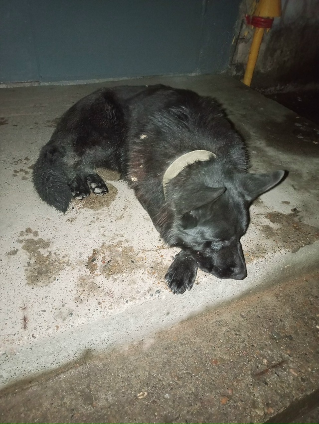 Здравствуйте!
За моим мужем увязался пёс.
Породой похо?...