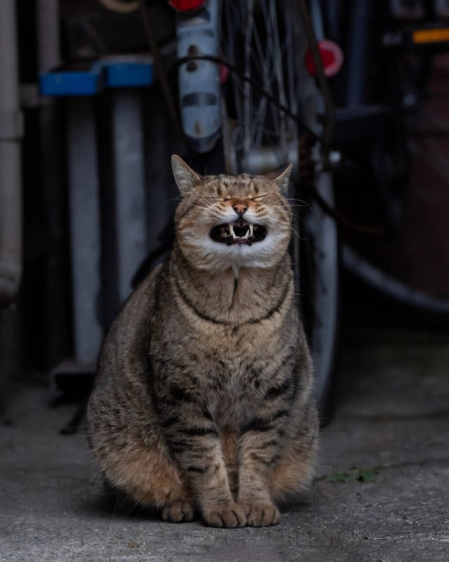 Фотограф из Японии Масаюки Оки уже давно снимает уличных котов в Токио, чтобы показать самые весёлые