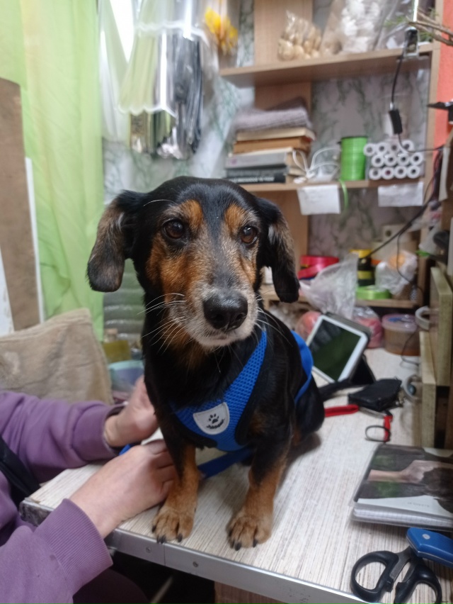 Найдена собака (кобель) в районе остановки Поликлиника...