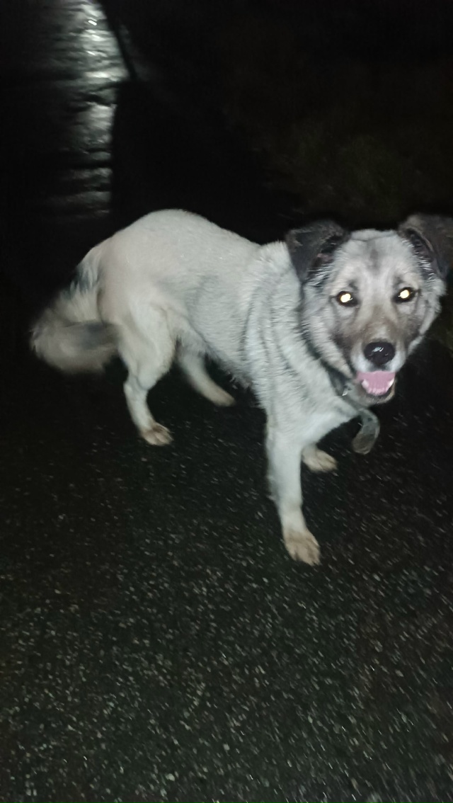 Чей потеряшка бегает по улЧекалова