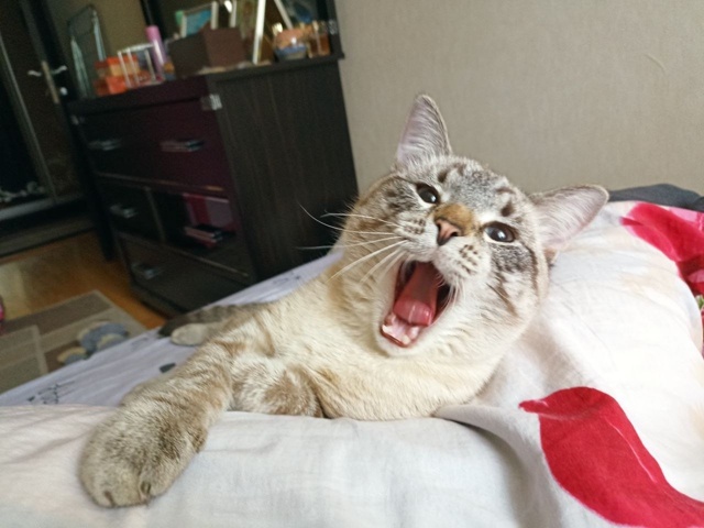 Подборка зевающих хвостиков 🥱🐈‍⬛🐈